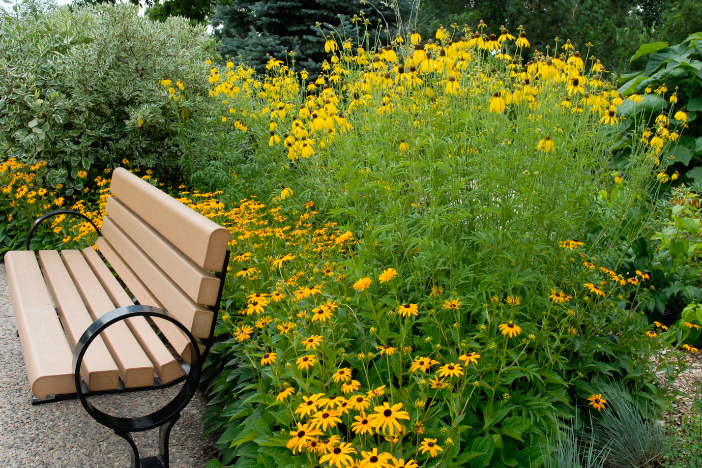 Gray-Headed Prairie Coneflower